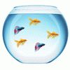 My Fish Bowl Live Aquarium
