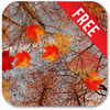 Живые Обои: Осенний клен / Autumn maple Live Wallpaper