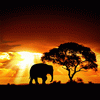 Живые обои: Африканский закат / African Sunset LiveWallpaper
