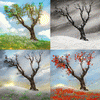 Живые Обои: Одинокое дерево / Lonely Tree Live Wallpaper