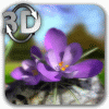 Nature Live❁ Spring Flowers 3D
