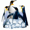 Arctic Penguin Live Wallpaper
