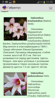 Комнатные растения / Houseplants