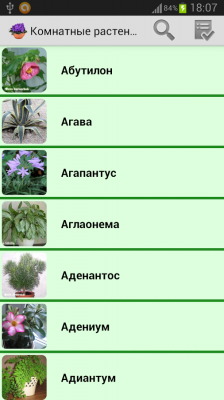 Комнатные растения / Houseplants