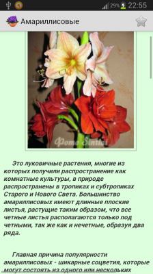 Комнатные растения / Houseplants